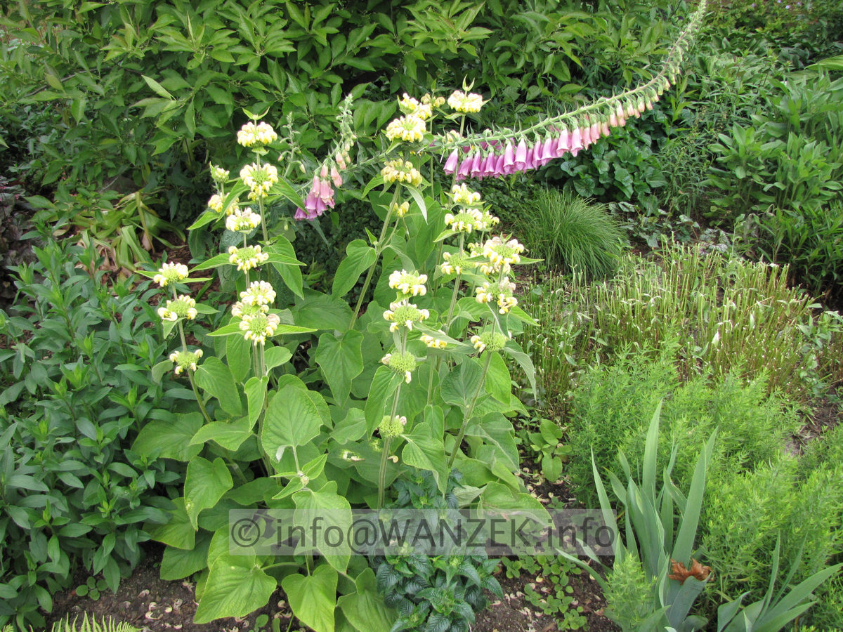 Phlomis russeliana.JPG